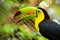 Colorful toucan bird