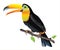 Colorful toucan bird perched on a branch