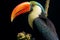 A colorful toucan captured in a striking side profile portrait