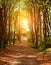 Colorful trail path in green deciduous forest in sunlight at sunset, woods landscape