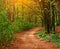 Colorful trail path in green deciduous forest in sunlight at sunset, woods landscape