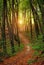 Colorful trail path in green deciduous forest in sunlight at sunset, woods landscape