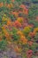 Colorful treas during autumn foliage season at Hahoe folk village in Republic of Korea