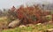 A colorful tree with red leaves on foggy morning with copyspace. Bushes growing in rocky hill landscape on Lions head