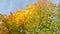 Colorful tree in sunny autumn day Blue sky in background.