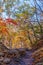 Colorful trees alongside a path at Seoraksan national park in republic of Korea