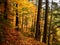 Colorful trees deep in the woods during a Quebec Indian Summer