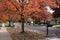 Colorful Trees during Fall along a Suburban Neighborhood Sidewalk and Street in Illinois with a Mailbox