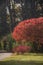 Colorful trees and leaves of Staghorn sumac Rhus typhina