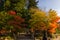 Colorful trees of momiji in Shirakawa go Japan