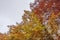 Colorful treetops in autumn, beautiful foliage.