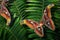Colorful tropical background. Bright Atlas butterflies on a green fern leaves. Attacus atlas. Atlas moth.