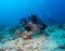 Colorful Tropical Coral Reef with Sea Lilies