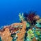 Colorful Tropical Coral Reef with Sea Lilies