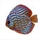 Colorful tropical discus fish