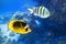 Colorful Tropical Fish In The Ocean Near Coral Reef. Raccoon Butterflyfish And Scissortail Sergeant.