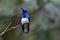 Colorful tropical hummingbird looking at the camera