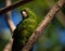Colorful tropical parakeet in native area on blurred forest background.