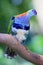 Colorful tropical pigeon perched on branch