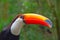 Colorful tucan