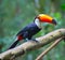 Colorful tucan