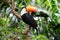 Colorful tucan in Brazilian rain forest