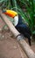 Colorful tucan in Brazilian rain forest