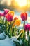 Colorful tuip flowers and grass growing from the melting snow, blue sky and sunshine.