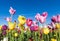 Colorful tulip farm and blue sky