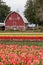 Colorful tulip field and farmer barn