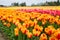 Colorful tulip field in Mount Vernon, Washington, USA