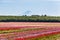 Colorful tulip field and Mt. Hood