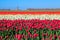 Colorful tulip fields and Dutch windmill