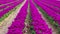 Colorful tulip fields in the Netherlands