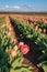 Colorful tulip filed in the morning, Woodburn, Oregon