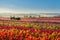 Colorful tulip filed in the morning, Woodburn, Oregon