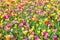 Colorful tulip flower field. Multicolored bright tulips flowers.