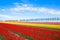 Colorful tulip flower field. Multicolored bright tulips flowers.