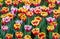 Colorful tulip flower fields blooming