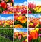 Colorful tulip flower set - Collection collage from nine Photos of nature.