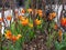 Colorful tulip flowers