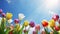 Colorful tulip flowers against blue sky with sun.