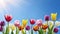 Colorful tulip flowers against blue sky with sun.