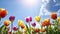 Colorful tulip flowers against blue sky with sun. Spring background