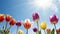 Colorful tulip flowers against blue sky with sun. Spring background