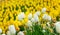 Colorful of tulip flowers field in spring season, white and yellow tulip.
