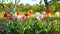 Colorful tulip flowers in full bloom. Greenery landscape design