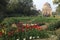 Colorful tulip flowers in Lodi Gardens