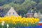 Colorful tulip garden foreground