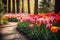 Colorful tulip garden in spring